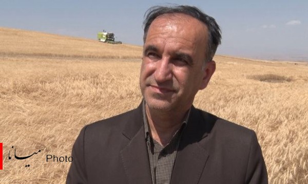 برداشت گندم از مزارع میانه شهرام ایرانی پور رئیس جهاد کشاورزی میانه