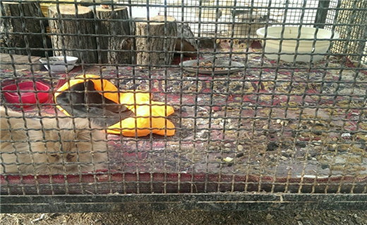 اینجا شکنجه‌گاه حیوانات است! + تصاویر
