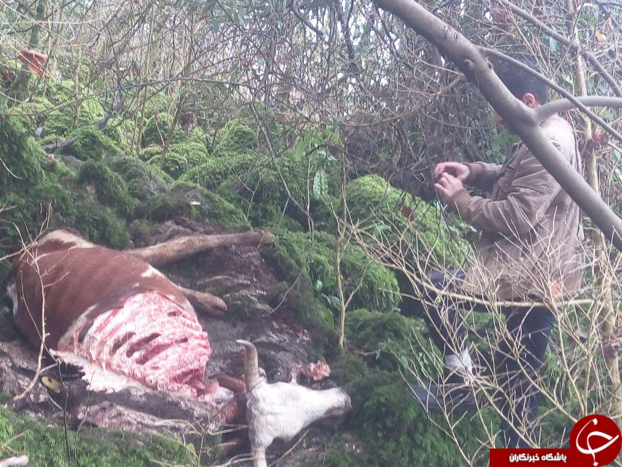 حمله پلنگ به یک راس گاو+ تصاویر