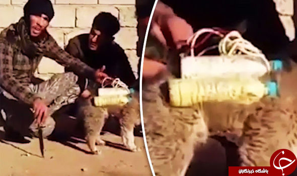 سگ انتحاری؛ شیوه جدید داعش برای ارتکاب جنایت+ تصاویر