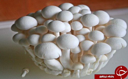 این قارچ‌ها را هرگز نخورید
