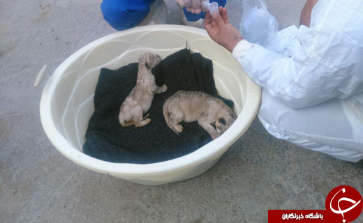 مرگ دو توله شیر در باغ‌وحش خرم‌آباد/ علت در حال بررسی است