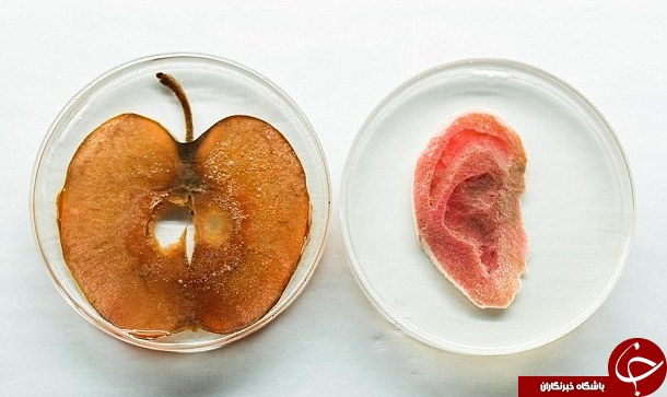 پروژه عجیب کاشت گوش انسان با استفاده از سیب+ تصاویر