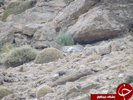 ثبت تصاویر پلنگ ایرانی در پارک ملی صیدوا +تصاویر