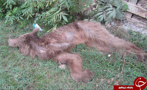 مرگ یک قلاده خرس در مازندران+تصاویر