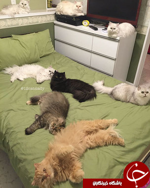 این 12 گربه ایرانی، اینستاگرام را منفجر کرده اند