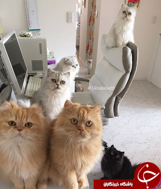 این 12 گربه ایرانی، اینستاگرام را منفجر کرده اند