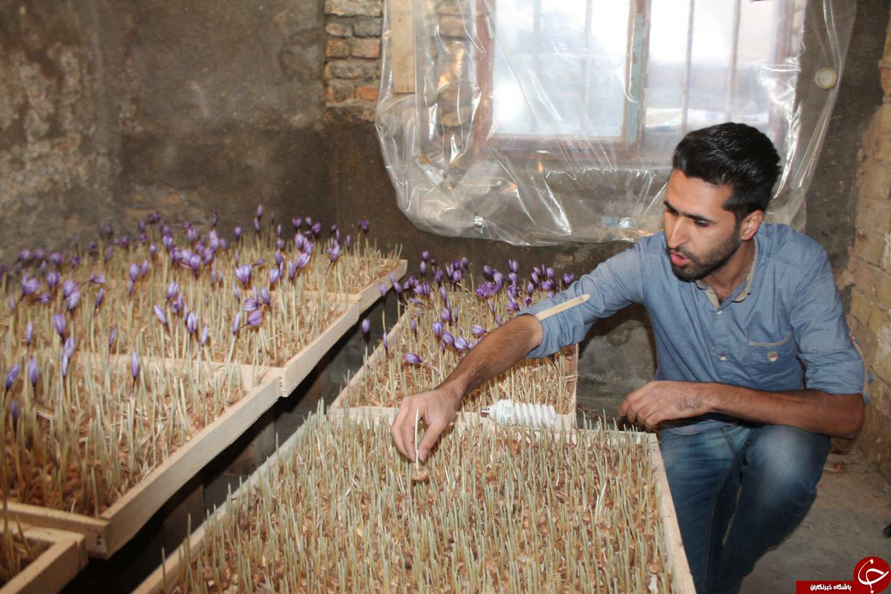کاشت گلخانه ای محصول زعفران بدون خاک در بردسکن+تصاویر