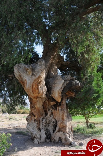 درختان سرو1هزار و 500 ساله قاینات،مقصد گردشگران+تصاویر