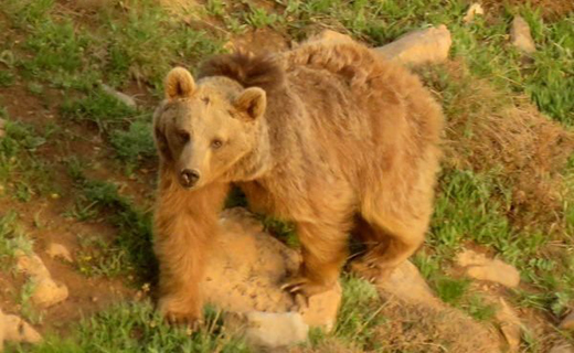 مجروح شدن جوان لرستانی بر اثر حمله خرس