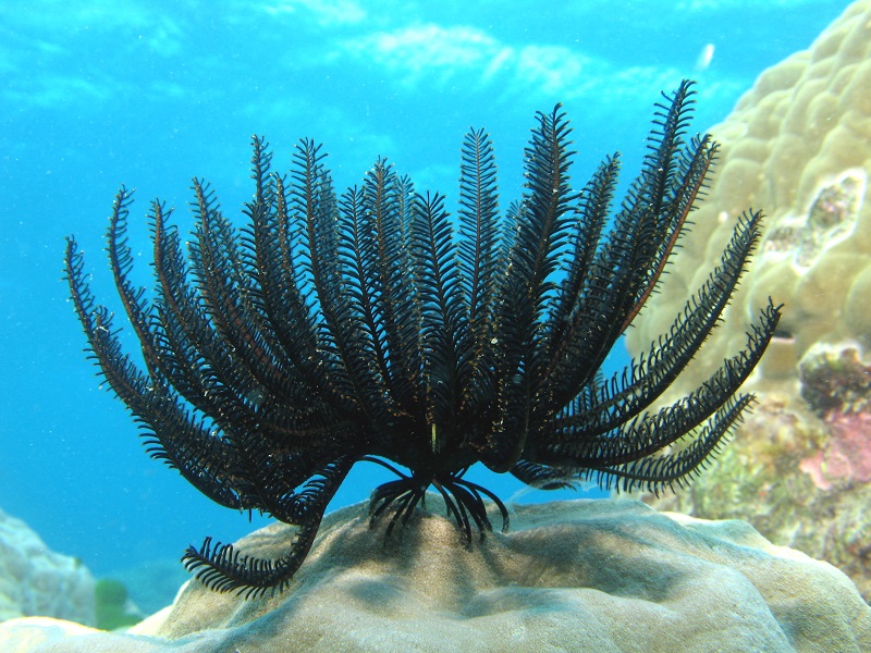 زنبق دریایی گونه ای شگفت آور در اعماق دریا