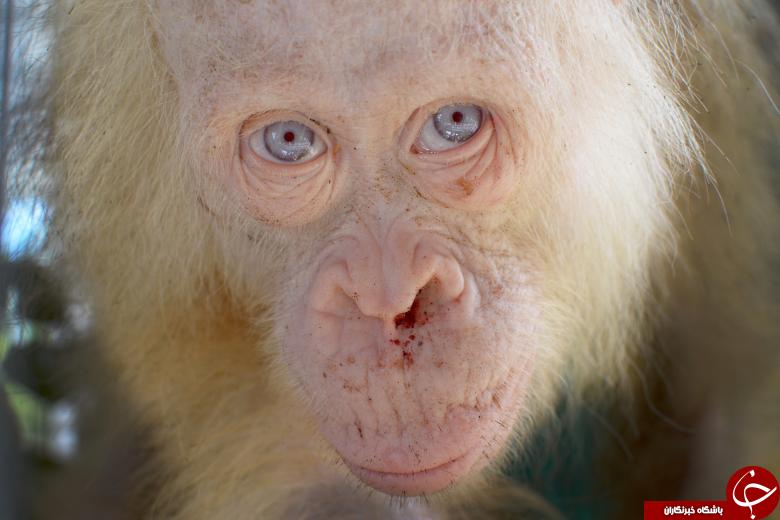 تصاویری شگفت آور از حیوانات مبتلا به بیماری ژنتیکی آلبینیسم+ (11 عکس)