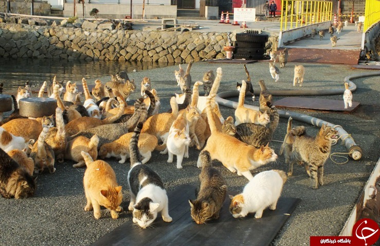 فرمانروایی ارتشی از گربه ها بر جزیره‌ای در ژاپن+ تصاویر