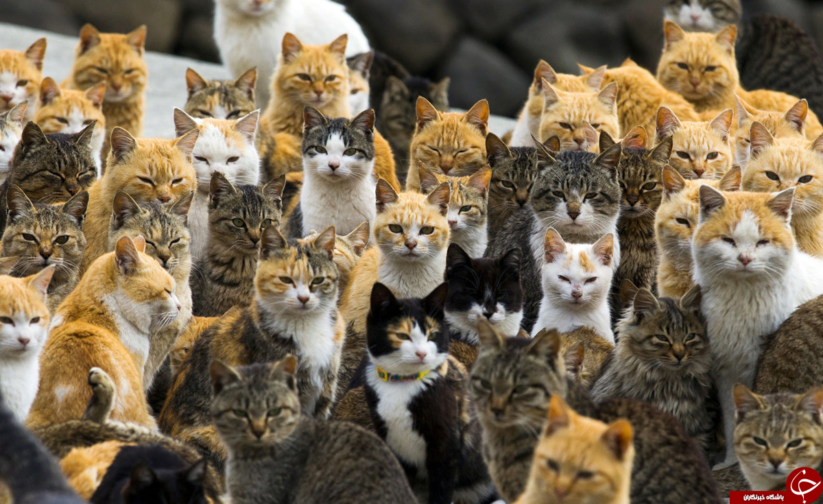 جزیره گربه‌ها در ژاپن+ تصاویر