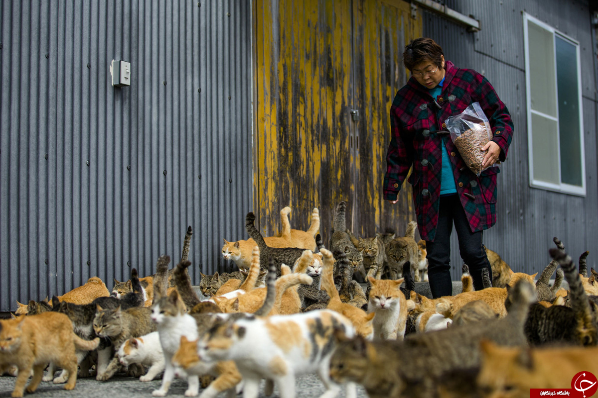 جزیره گربه‌ها در ژاپن+ تصاویر