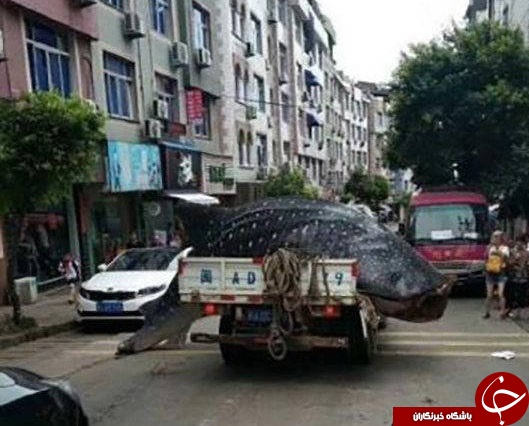 فروش نهنگ غول‌پیکر در بازار ماهی‌فروشان چین +تصاویر