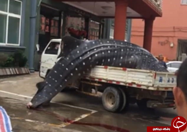 فروش نهنگ غول‌پیکر در بازار ماهی‌فروشان چین +تصاویر
