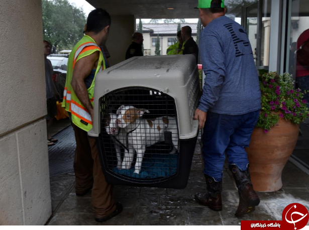 فرار مردم تگزاس از توفان وحشتناک هاروی با حیوانات خانگی شان+ تصاویر