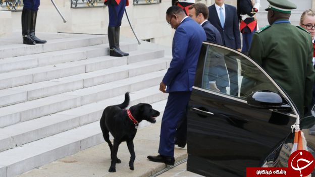 رئیس‌جمهور فرانسه سگ اول این کشور را از پناهگاه تحویل گرفت+ تصاویر