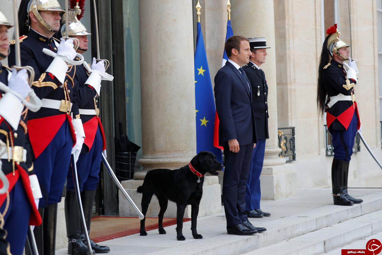 رئیس‌جمهور فرانسه سگ اول این کشور را از پناهگاه تحویل گرفت+ تصاویر