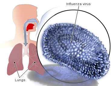 هر آنچه در مورد آنفولانزا باید بدانید