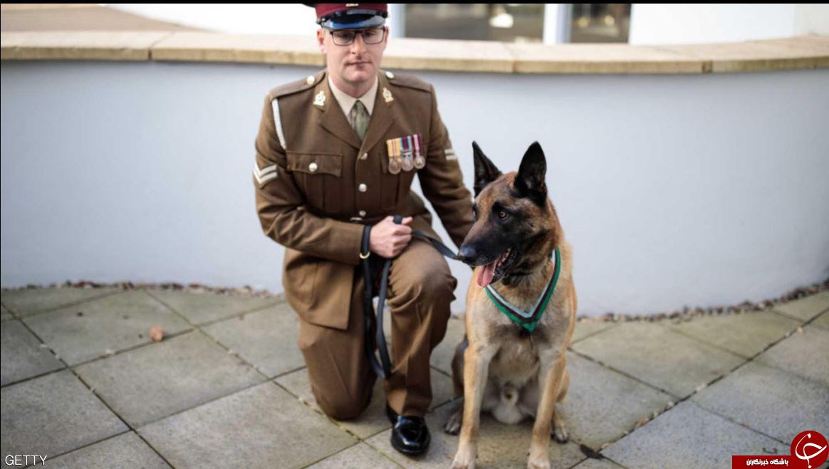 اعطای مدال افتخار به پاس زحمات سگ شجاع ارتش انگلیس+ تصاویر