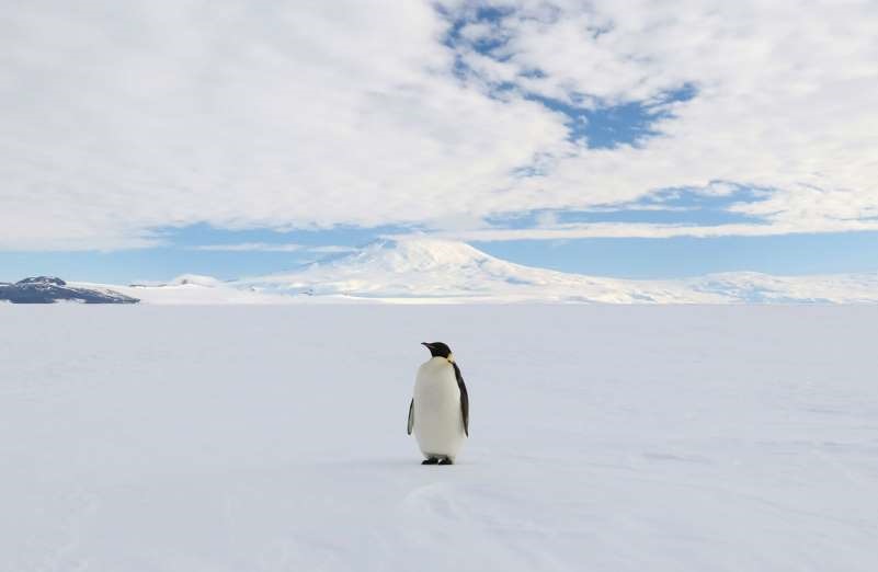 سفری به قطب جنوب در گرم‌ترین روزهای سال+تصاویر