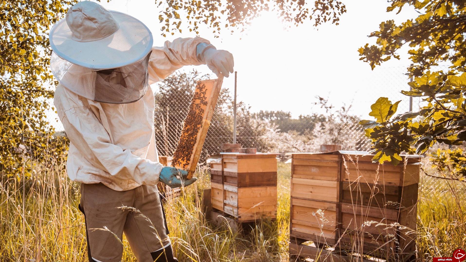 عسل طبیعی با طعم پورشه+تصاویر
