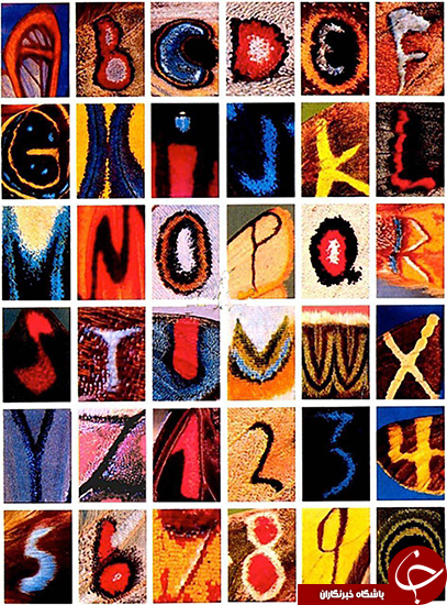 حروف و اعداد روی بال پروانه‌ها! +تصاویر