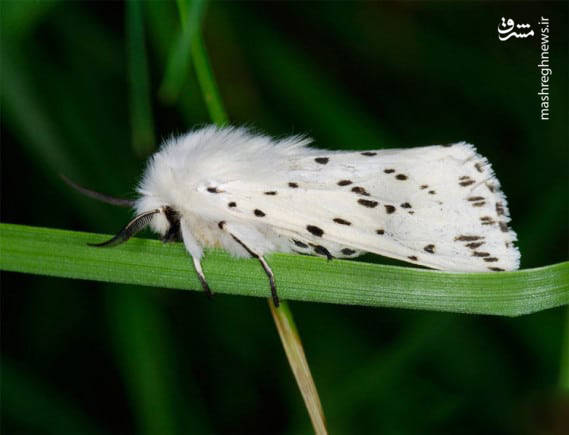 قاقم سفید نوعی پروانه‌ سمی است که عمدتاً در اروپا و آسیا دیده می‌شود.