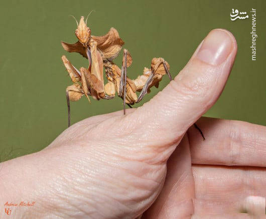 مانتیس گل شیطانی یکی از بزرگ‌ترین انواع مانتیس است که به حالتی گل‌مانند تکامل‌یافته است.