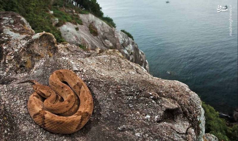 جزیره مارها (Snake Island)، برزیل/ این جزیره محل زندگی یکی از گونه‌های کشنده مار به نام افعی طلایی است. زهر این مار گوشت تن را آب می‌کند.بیش از ۴۰۰۰ افعی طلایی در این جزیره زندگی می‌کند. به‌طوری‌که در هر ۵ کیلومتر مربع، یک مار دیده می‌شود. دولت برزیل بازدید از این جزیره را برای عموم ممنوع کرده است جز سالی یک‌بار آن‌هم برای دانشمندانی که روی مارها مطالعه می‌کنند.