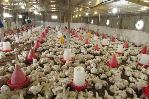 اقتصاد مقاومتی به سبک خانوادگی/ پرورش ۵ هزار مرغ گوشتی